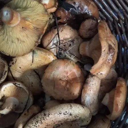 Casa Relojero Zarza-Capilla