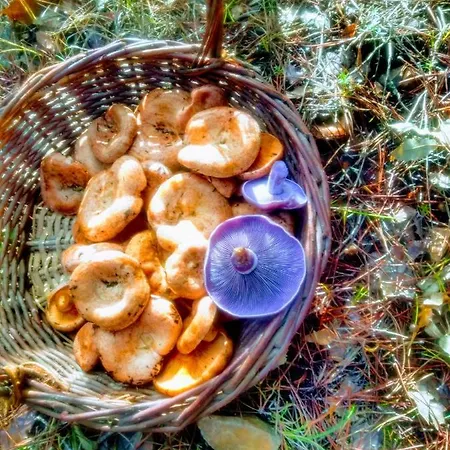 Casa Relojero * Zarza-Capilla