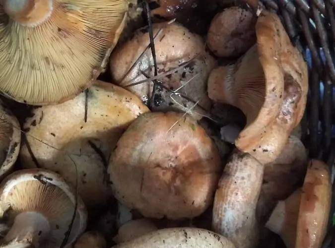 Casa Relojero Zarza-Capilla