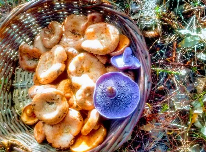 Casa Relojero * Zarza-Capilla